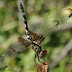 20110925df_8