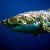 Guadalupe Island