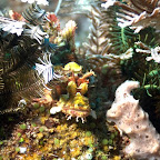 kleiner Skorpion-Fisch, Komodo