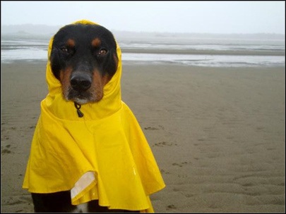 [hurricane-sandy-dogs-20%255B2%255D.jpg]