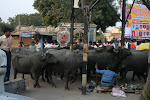 Near Agra, India 176.JPG
