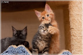 Фото история котят мейн кун в возрасте 7,5 недель 14