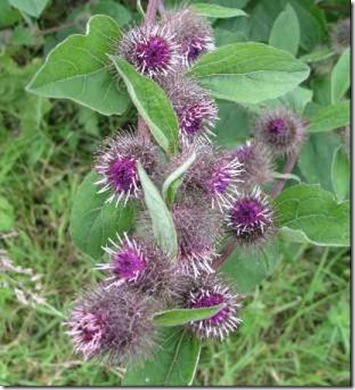 burdock burdock