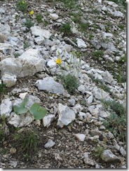 IMG_1010 IMG_1010