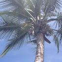 coconut palm