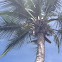 coconut palm
