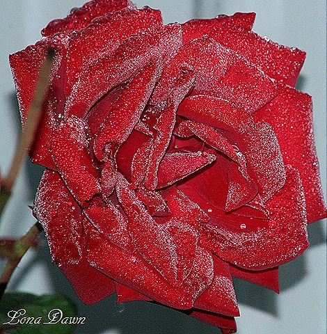 [Frosty_Bouquet2_Oct308.jpg]