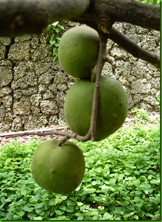 White Sapote K