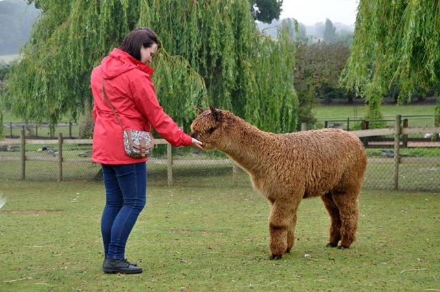 [Christina%2520feeding%2520Alpaca%2520%2528resized%2529%2520DSC_1150%255B9%255D.jpg]