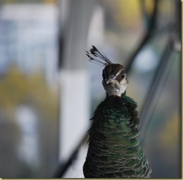 Autumn 2011 - Female Peacock Oct 16