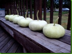 Bhoomi Gourd Bhoomi Gourd