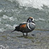 Harlequin.duck.dscn3972