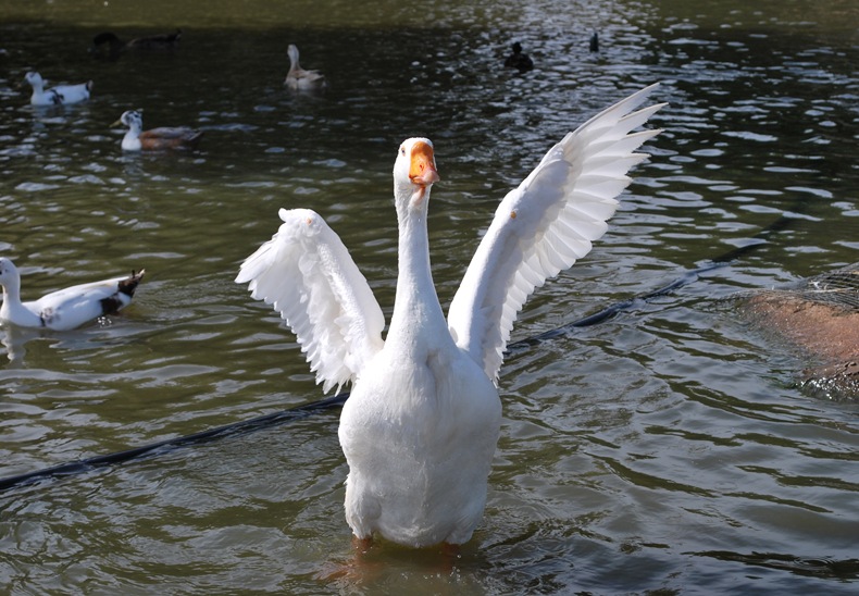 DSC_0919 DSC_0919