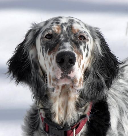 [pseudogravidanza-della-cagna5.jpg]