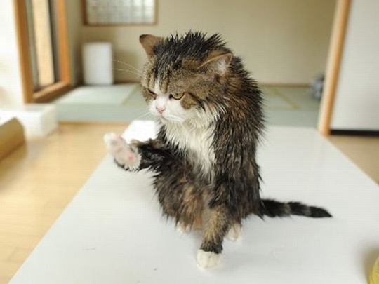[funny-animals-cute-2%255B2%255D.jpg]