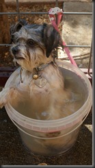 dog in bucket 005