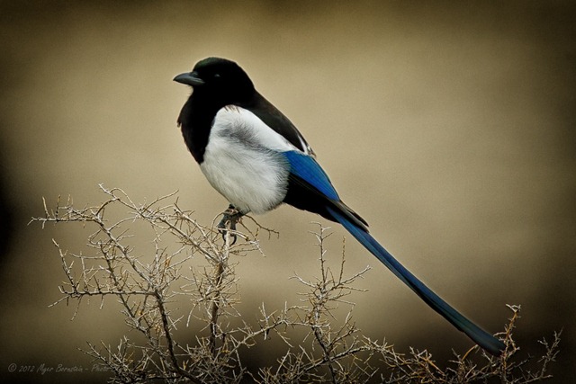 [-%2520Black-billed%2520Magpie_ROT7960-%2520February%252018%252C%25202012%2520NIKON%2520D3S%255B3%255D.jpg]