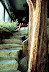 Manitoga House's Cedar Tree