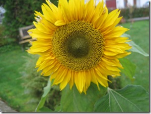 IMG_1042 IMG_1042
