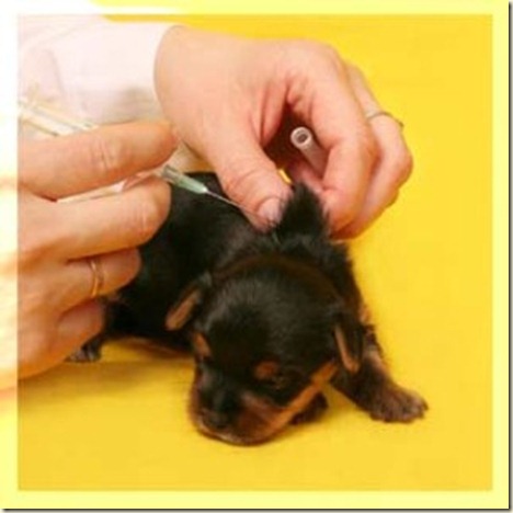 vacunas para perros cachorros1