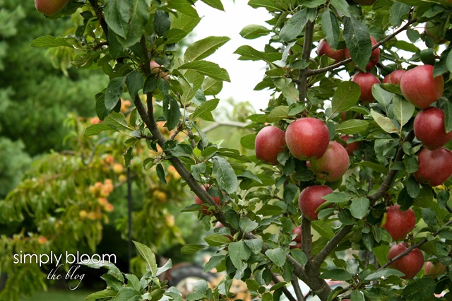 [apples%2520and%2520peaches%2520%25281%2520of%25201%2529%255B3%255D.jpg]