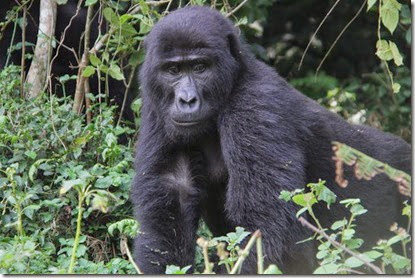 the-habinyanja-adult-female-mountain-gorilla-giving-birth-bwindi-uganda