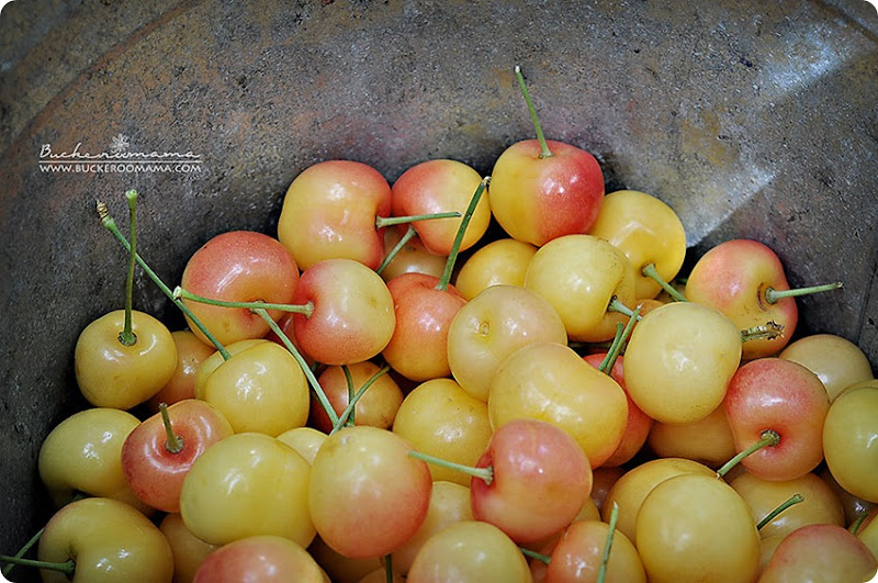 Rainier-cherries-(1) Rainier-cherries-(1)