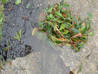 Storm Drain.jpg
