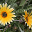 Flowers At The Drury Reserve - Tauranga, New Zealand