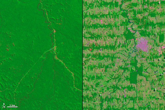 Deforestation in the Amazon Rainforest takes on many different patterns. In Rondônia, a state in Western Brazil, deforestation took on the fishbone pattern revealed in these Landsat images from 1975 and 2012. NASA images courtesy Landsat team