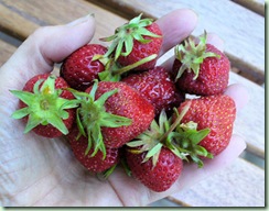 BreakfastStrawberries
