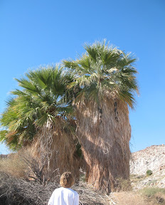 Palm grove at Bow Willow.