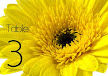 Yellow Gerbera 8 Table Number/Name