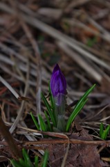 vår 011 (425x640) vår 011 (425x640)