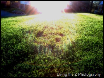 orton sun grass