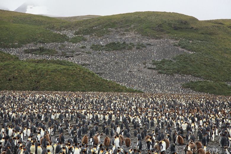 penguin-colony8 penguin-colony8