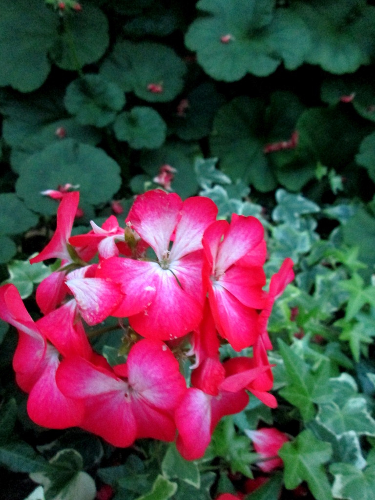 [IMG_1622%255B5%255D.jpg]
