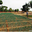 Maraîchage, oignons, salades, piments et tomates en particulier.