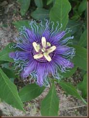 Passion flower Passion flower