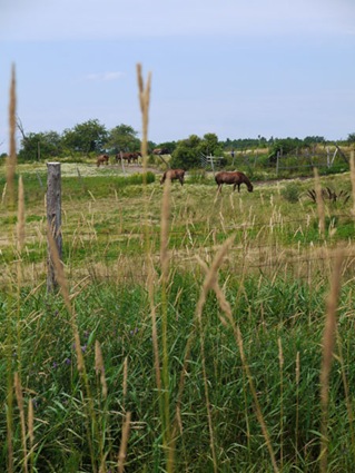[meadow_4%255B5%255D.jpg]
