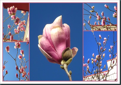 pink and blue pink and blue