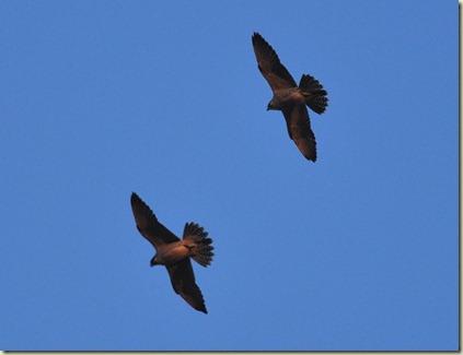 DSC_0028 DSC_0028