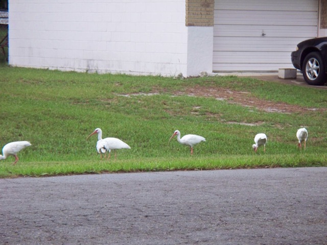 [Ibises%255B2%255D.jpg]