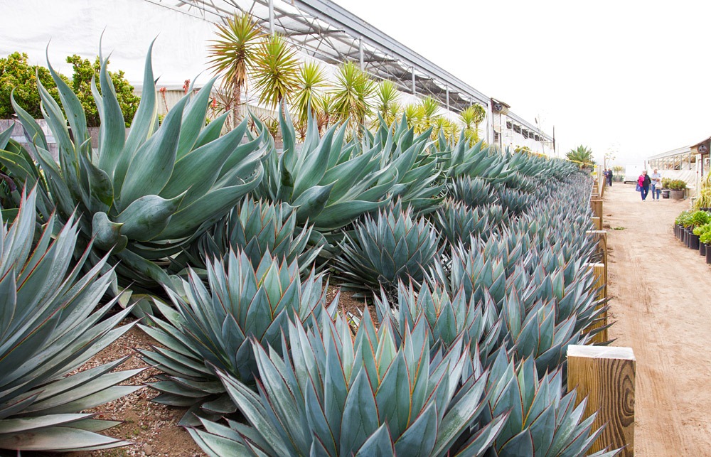 [120929_SucculentGardens_Agave-Blue-Glow-%252B-Blue-Flame_10%255B2%255D.jpg]