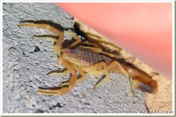 11 Most Poisonous Animals in the World: Box Jellyfish, King Cobra, Marbled Cone Snail, Blue-Ringed Octopus, Death Stalker Scorpion, Stonefish, and the last one is.....