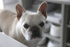 I think ours are pretty spot on, don't you?  What an endearing gift to give Martha or any pet owner!