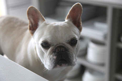 I think ours are pretty spot on, don't you?  What an endearing gift to give Martha or any pet owner!
