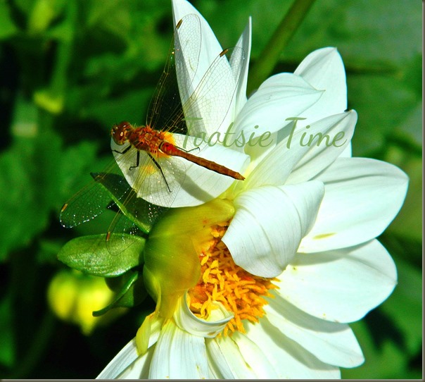 BeFunky_007.jpg BeFunky_007.jpg