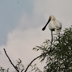 IMG_6679.JPG