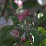 spring 2010